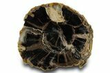 Petrified Wood (Schinoxylon) Limb - Blue Forest, Wyoming #382249-1